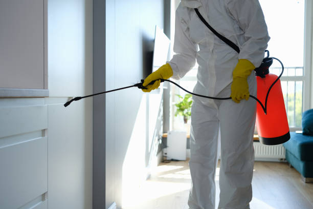 Best Residential Mold Remediation in Mountain City, TN