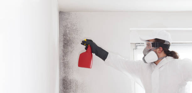 Best Mold Remediation for Specific Building Types in Mountain City, TN