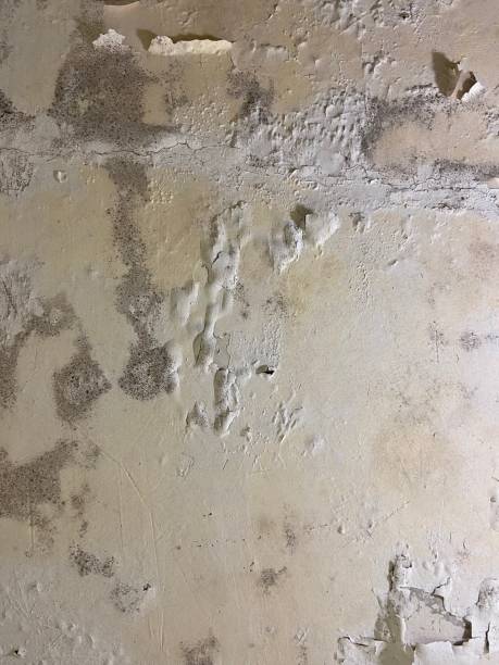 Trusted Mountain City, TN Mold Remediation Experts