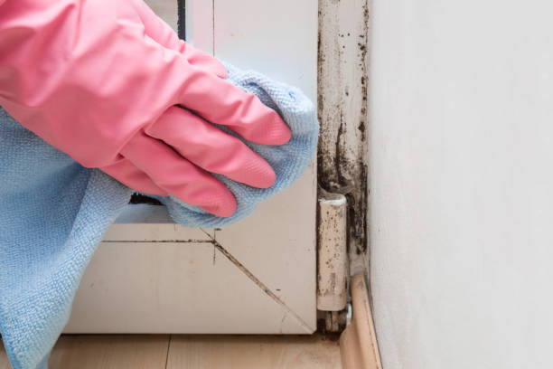 Best Industrial Mold Remediation in Mountain City, TN